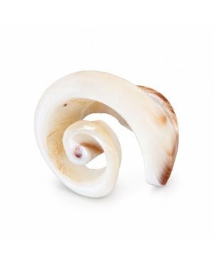 Bellus Domina Seashell Spiral Ring - White