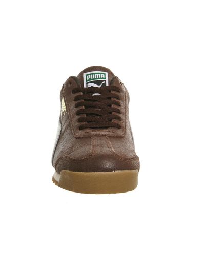 brown puma uk