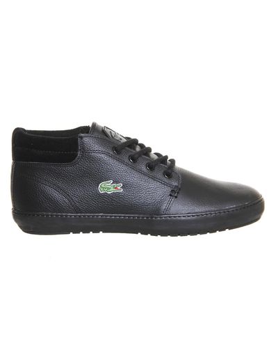 ampthill terra lacoste