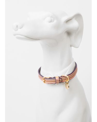 paul smith dog collar