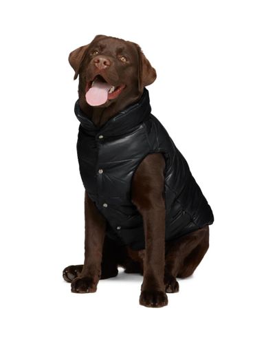 大切な ウェア 犬用品 Genius Moncler モンクレール Moncler Jacket Cloak Mondog Edition Couture Dog Poldo Orange ウェア 犬用品 ペットグッズ モンクレール Genius 犬服 アクセサリー