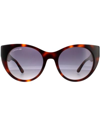 Lacoste Cat Eye Havana Blue Gradient Sunglasses - Brown