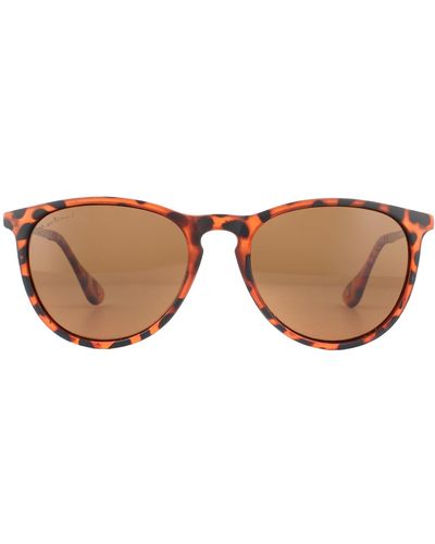 Montana Oval Turtle Brown Brown Polarized Sunglasses