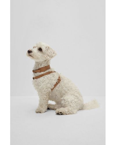 BOSS Hunde-Halsband aus recyceltem Leder - Natur