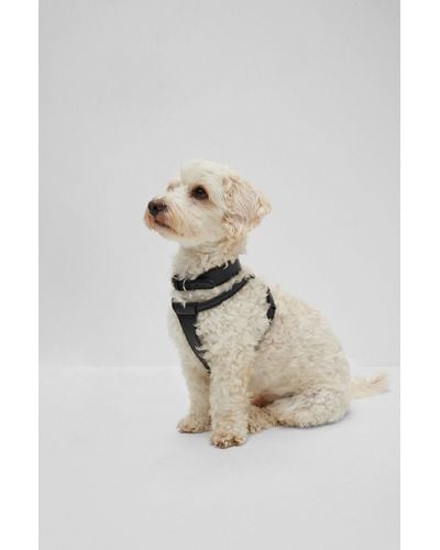BOSS Hunde-Halsband aus recyceltem Leder - Schwarz
