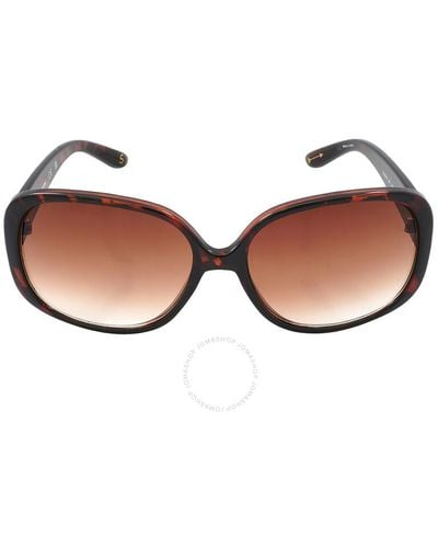 Skechers Gradient Brown Butterfly Sunglasses