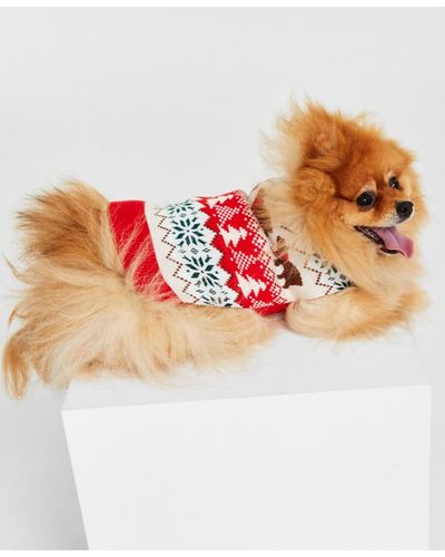 Charter Club Holiday Lane Dog Santa Bear Sweater - Multicolor