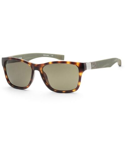 Lacoste 55mm Havana Sunglasses - Brown