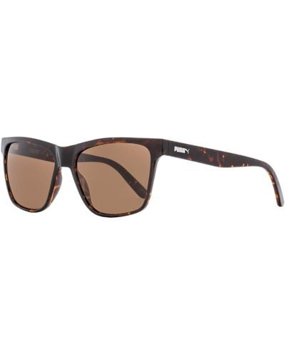 PUMA Sunglasses Pu0168s Hampton Havana 57mm - Black