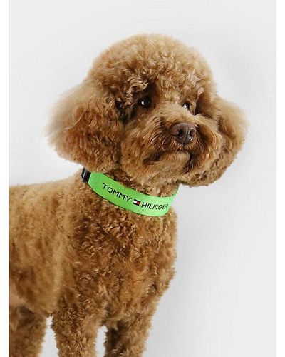 Tommy Hilfiger Hundehalsband aus Logo-Gurtband - Grün