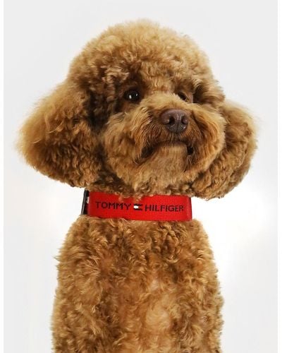 Tommy Hilfiger Dog Logo Webbing Collar - Multicolour