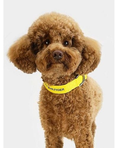 Tommy Hilfiger Collar trenzado con logo para perros - Amarillo
