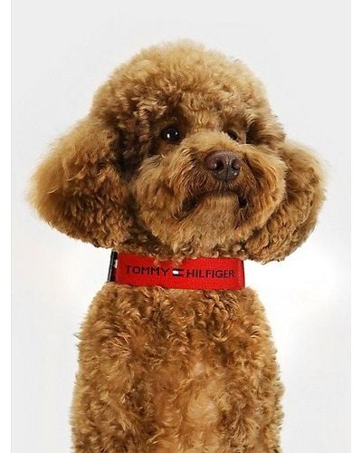 Tommy Hilfiger Hundehalsband aus Logo-Gurtband - Mehrfarbig