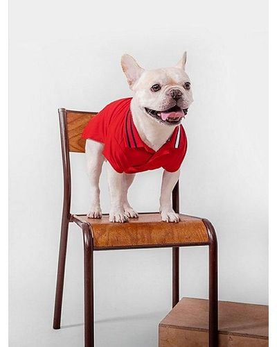 Tommy Hilfiger Polo con cuello y logo para perros - Rojo