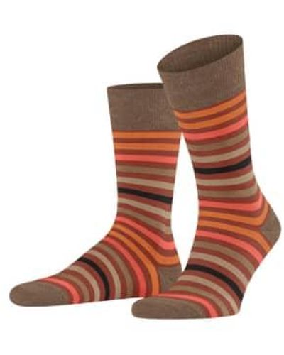 FALKE Port Tinted Stripe Socks - Marrone