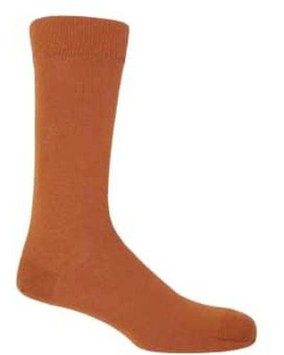 Peper Harow Burnt Classic Socks Uk 6-13 - Brown