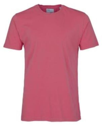 COLORFUL STANDARD Camiseta orgánica clásica rosa frambuesa