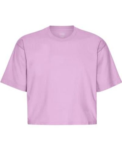 COLORFUL STANDARD Cherry Blossom Organic Boxy Crop T Shirt - Viola