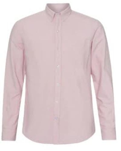 COLORFUL STANDARD Camisa oxford algodón orgánico algodón rosa steñido