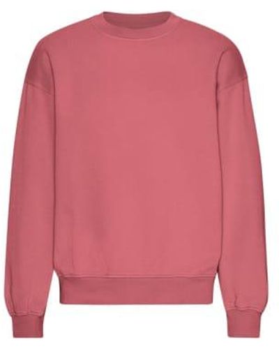 COLORFUL STANDARD Raspberry Organic Oversized Crew Sweater L - Pink
