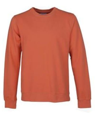 COLORFUL STANDARD Rundhals-Sweatshirt in dunklem Bernstein - Orange