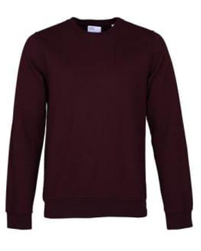 COLORFUL STANDARD Sweat crew oxblood rouge - Violet