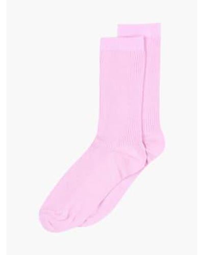 mpDenmark Cotton Rib Ankle Socks Fragrant Lilac - Rosa