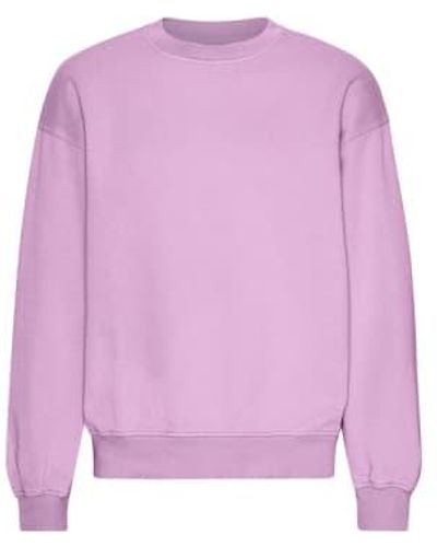 COLORFUL STANDARD Cherry Blossom Organic Oversized Crew Sweater S - Purple