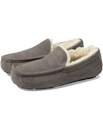 UGG Wide Ascot - Gray