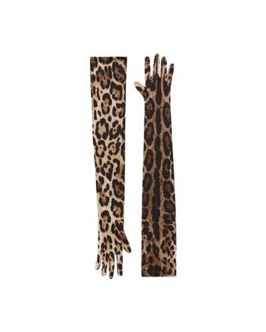 Dolce & Gabbana Multicolor Long Leo-print Stretch Satin Gloves