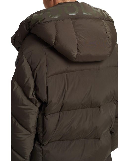 grey coat white fur