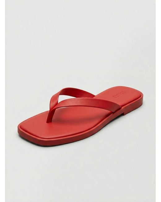 EDITED Red Sandale Willow