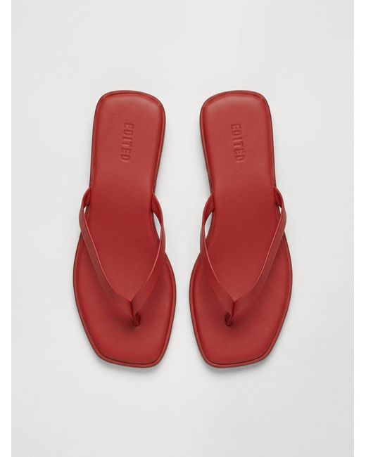 EDITED Red Sandale Willow