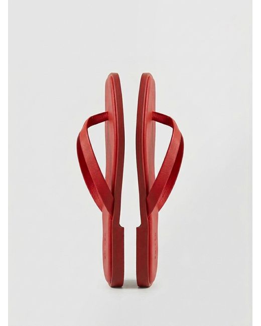 EDITED Red Sandale Willow