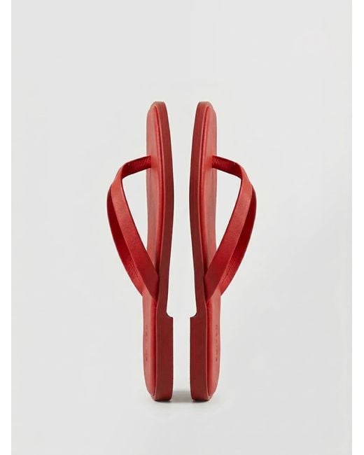 EDITED Red Sandale Willow