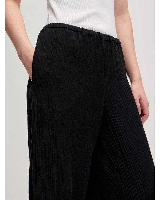 EDITED Black Hose Azalea