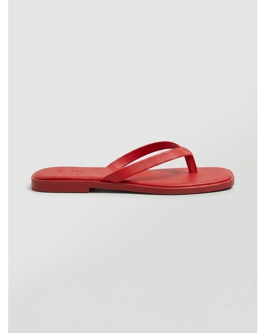 EDITED Red Sandale Willow