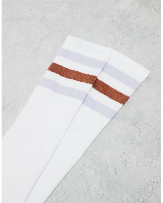 Lutak - calzini lunghi bianchi con righe marroni e blu di Dickies in White