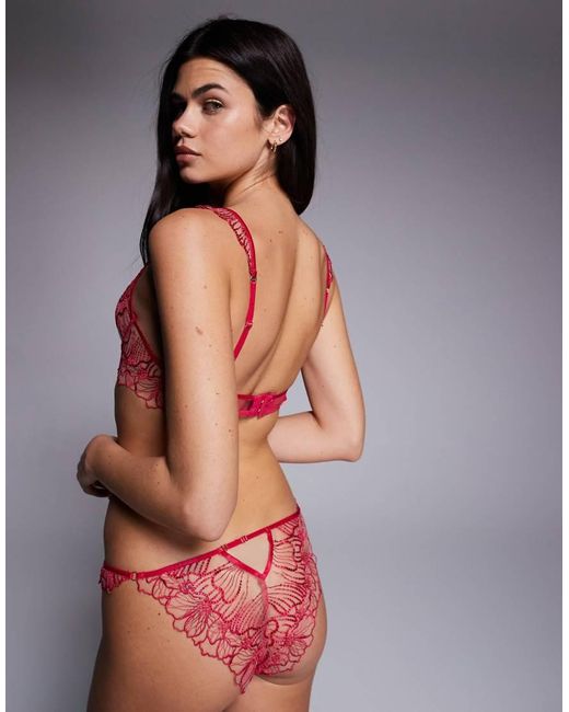 Bluebella Amarosa in het Red