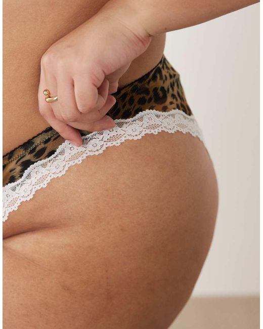 ASOS Brown Asos Design Curve Savannah Sheer Mesh Leopard Print Brazilian With Cream Lace Trim