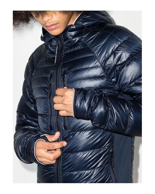 blue canada goose hybridge