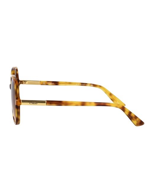 Chloé Brown Havana-Havana- Acetate Sunglasses