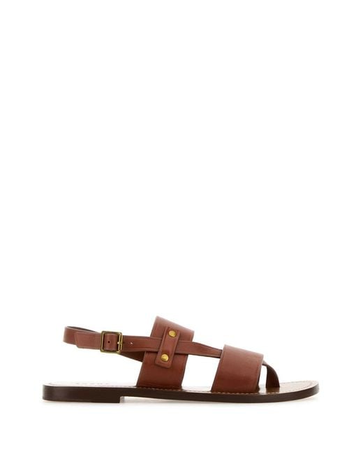 Soeur Brown Amazonia