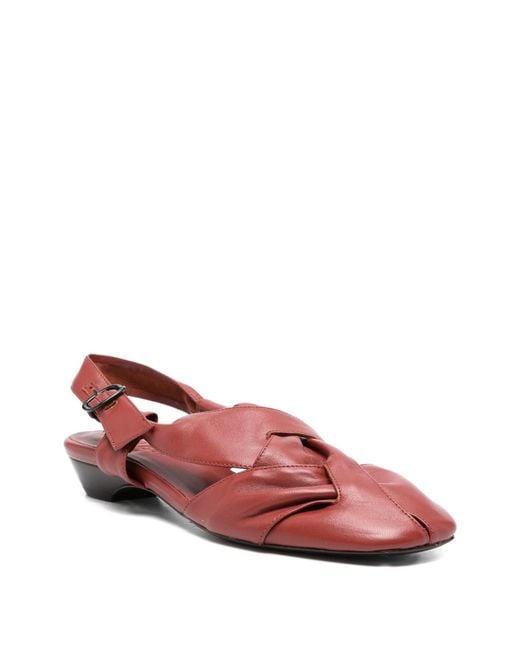 Hereu Red Maia