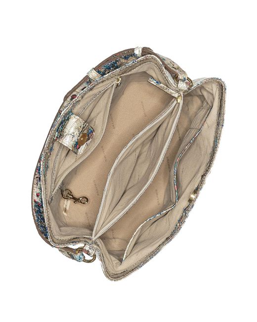 brahmin large amelia