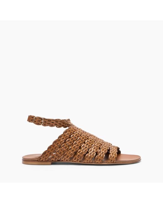 Casadei Brown Avenida Flat Sandal