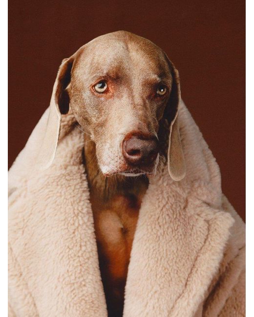 Max Mara Brown Dog Printed Raffia Scarf