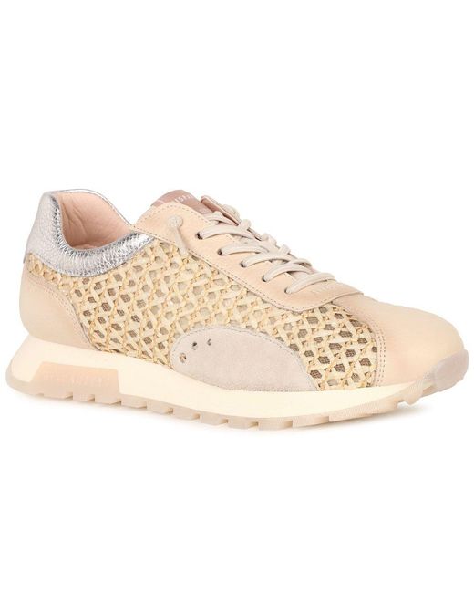 Hispanitas Natural Oregon Trainers