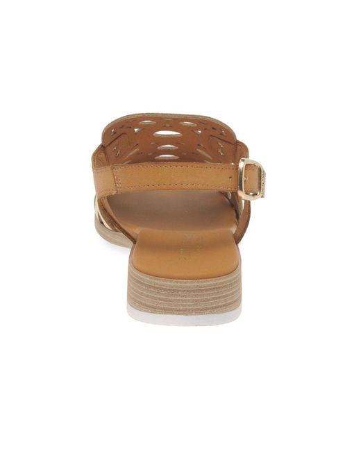 Paula Urban Brown Resort Sandals