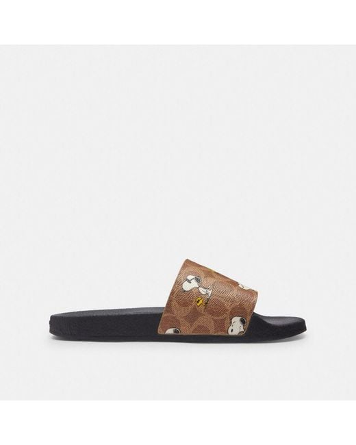 COACH Brown X Peanuts Udele Sport Slide In Signature Canvas With Snoopy Print